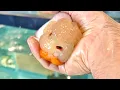 AMMONIA POISONING IN GOLDFISH how to treat and prevent