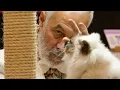 CFA International Cat Show and Expo - The Biggest Cat Show in the World