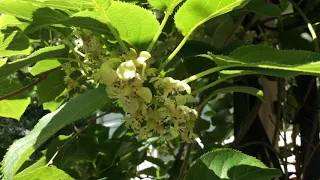 Issai Kiwi Spring 2018 