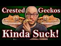 DO NOT Get A Crested Gecko 3 Reasons Why and 3 Better Lizards For You