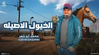 الخيول الاصيله محمد ابو شعر مهداء دندنها