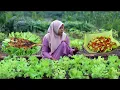 Download Lagu Panen SELADA \u0026 Sayuran segar lainnya, Sambal pete spesial, ikan bakar spesial, masakan desa