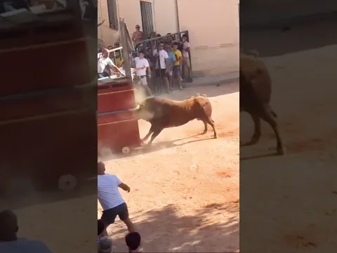 UN ENORME TORO ROMPE EL CAJÓN‼️⚠️