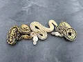Firefly Batmans and some insane Lavender Albino combos