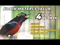 Download Lagu NINJA HUMMINGBIRD SOUND SHOOTING 1 SPOOR 4 VARIATIES VAN MATERIAAL // KONIN BAIT // BIRD MASTERING