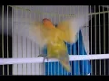 Download Lagu 10 DETIK, Pancingan Lovebird ngekek sekaligus ngetik !!! tunggu sampai detik ke 3