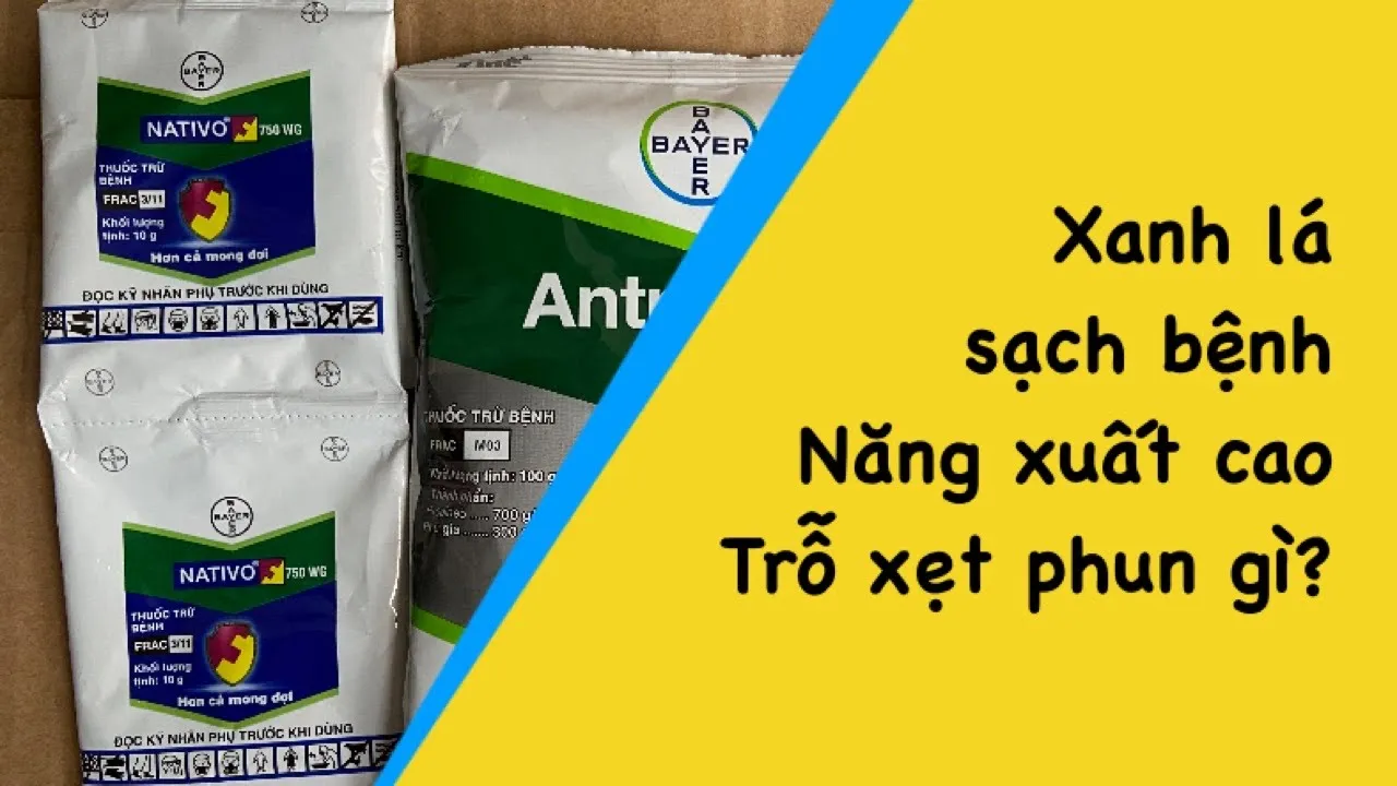Quản lý bệnh hại giai đoạn lúa trỗ lẹt xẹt cùng bộ sản phẩm cty Bayer. Đặc trị đạo ôn, lem lép hạt