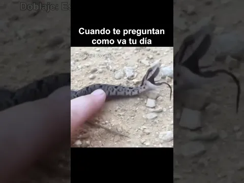 CUANDO TE PREGUNTAN COMO VA TU DIA