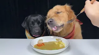 Every Plate Looks Friendlier Up Close. Golden and Labrador. Cute Pet Debut Plan