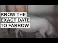 Gestation In Pigs 2026 How Long It Takes A Pig To Give Birth To Her Piglets