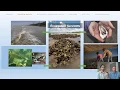 WEBINAR Shellfish and the Environment Restoration Efforts in Rhode Island