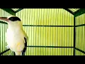 Download Lagu pancingan AMPUH kepodang trotol agar cepat nyaut‼️KEPODANG EMAS GACOR