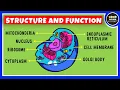 Structure and Function of a Cell Cell Organelles Biology