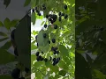 Jamun ￼Fruit | Jambhul Fruit | Fresh Fruit | tasty fruit #trending #shorts #viral #jamun