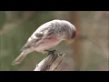 Download Lagu 30-Minute Relaxing Bird \u0026 Nature Sounds