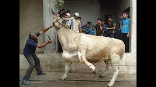 جزار وقع على وشه وهو بيدبح الجمل             دندنها