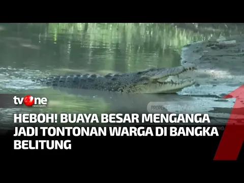 Buaya Buas Jadi Tontonan Warga di Pangkalpinang
