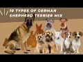 10 Types of German Shepherd Terrier Mix Dogs With Pictures