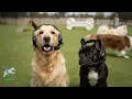 This Is Why Dogs Love The Park