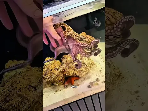 رجّع الأخطبوط للبحر… وبعد شهور حصلت مفاجأة! 😳🐙