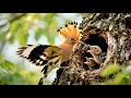 Download Lagu “Deze vogel lijkt wel een koning – Verbazingwekkende weetjes over de hop!”