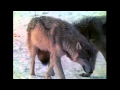 Wolves signalling with tail position