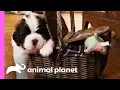 St Bernard Puppies Pile On The Pounds In Their First Few Weeks Of Life Too Cute