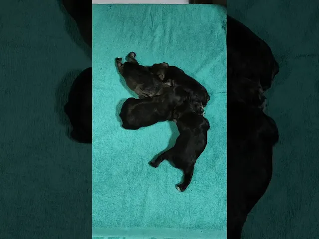 動画