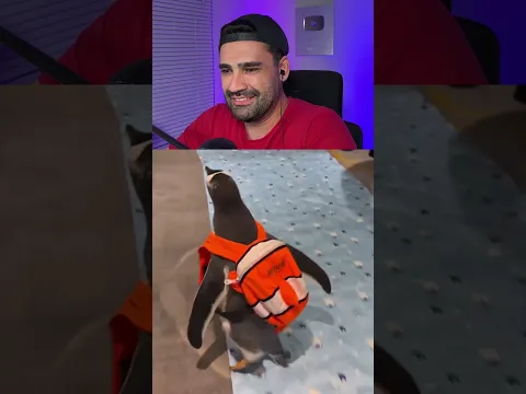 Pinguim indo para a escola