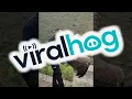 Download Lagu Police Release Vulture || ViralHog