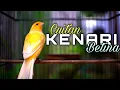 Download Lagu Pancingan Kenari Betina Memanggil Jantan Biar Gacor