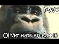 Oliver eats an Apple 999x Speed