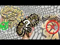 Ball Python Shed Testing Results Are In Did it Work