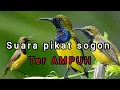 Download Lagu Suara pikat burung sogon paling ampuh dan pancingan sogon