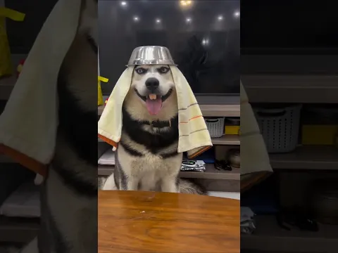 Things dog will never tell you