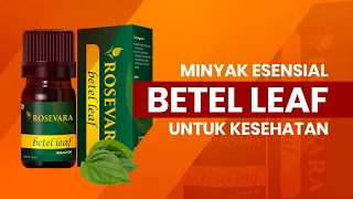 mengenal minyak daun sirih betel leaf eo dan manfaat kesehatan kita