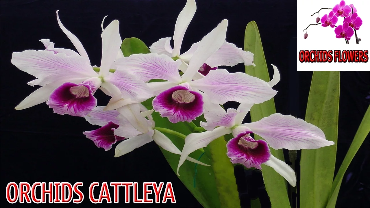 ORCHIDS FLOWERS ORCHIDS CATTLEYA HOA LAN CATTLEYA