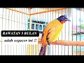 Download Lagu Burung kutilang emas gacor mencari lawan