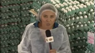 Saiba tudo sobre produção de ovos brancos e vermelhos
