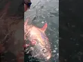 Download Lagu The Mysterious OPAH Fish!!🤯 #fishing