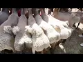 So cute Kashgar lamb s bubble butt