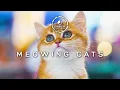 The Secret to Attracting Cats with Just One Sound Cat Sounds to Attract Cats