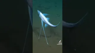 يارب عدت إلى رحابك تائبا   دندنها