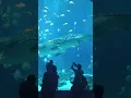 Download Lagu Whale Shark, Atlanta Aquarium