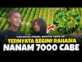 Download Lagu GAK BAKAL NYESEL NONTON VIDEO INI.❗❗ RAHASIA TANAM 7.000 CABE | Subur \u0026 Berbuah Lebat