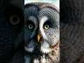 Download Lagu Dangerous Owl Sound 🦉| owl #shorts