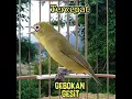 Download Lagu Tercepat Kecial Gebokan cc 5 18 Detik