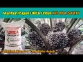 Lagu Manfaat Pupuk UREA Untuk KELAPA SAWIT