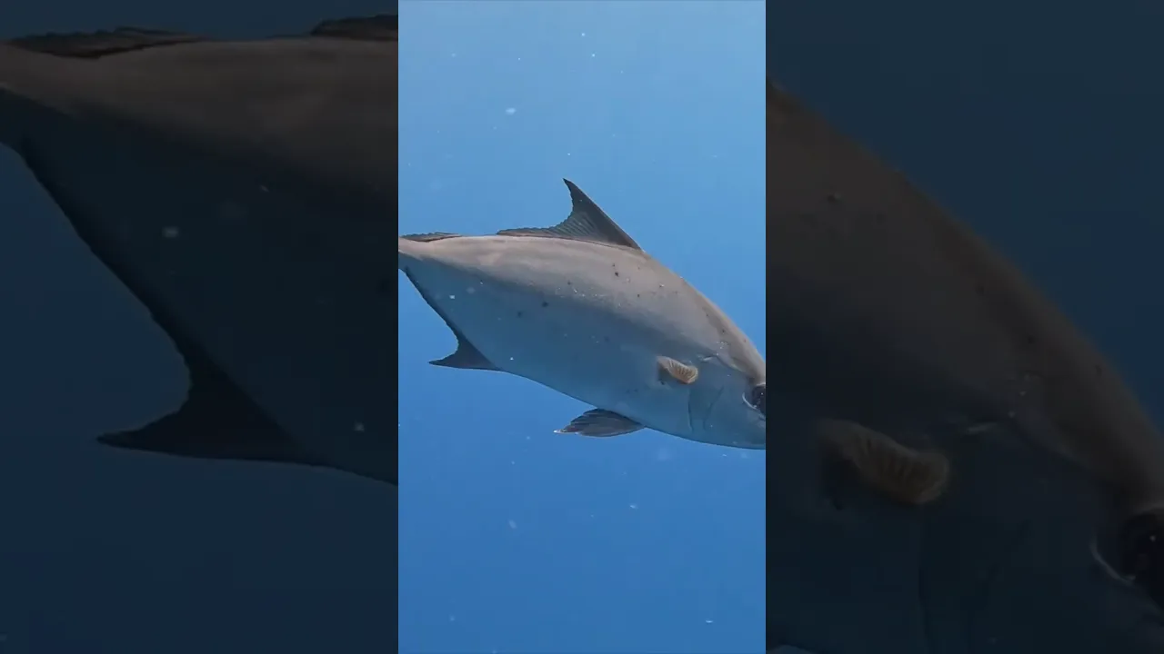 Why I love the ocean #sailing #ocean #freediving #teen #travel