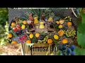 Mimosa Bar